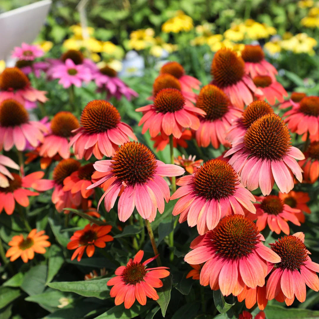 Echinacea Sombrero Poco™ Hot Coral