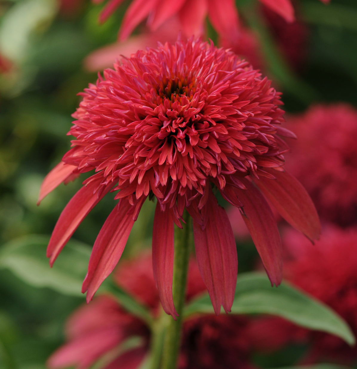Echinacea 'Double Scoop  Cranberry'