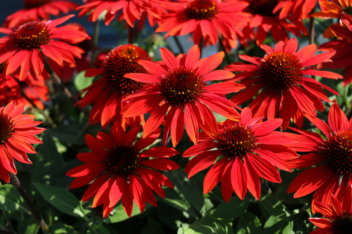 Echinacea Sombrero 'Sangrita'