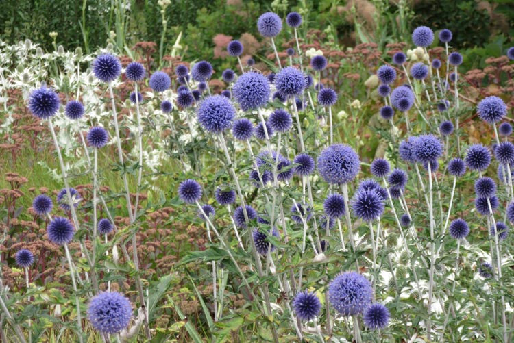 Echinops ritro