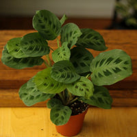 Maranta leuconeura kerchoveana Vert