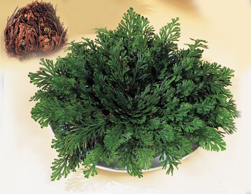 Selaginella lepidophylla - fausse rose de Jéricho