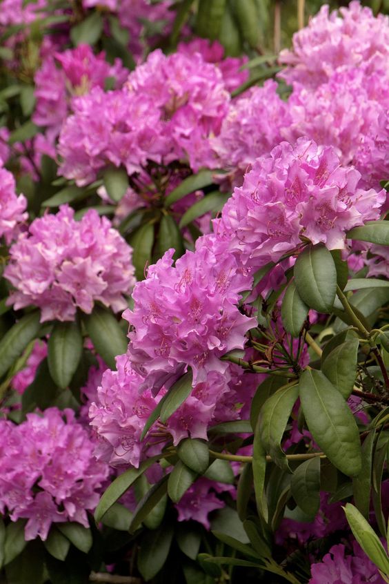 Rhododendron 'Roseum Elegans'