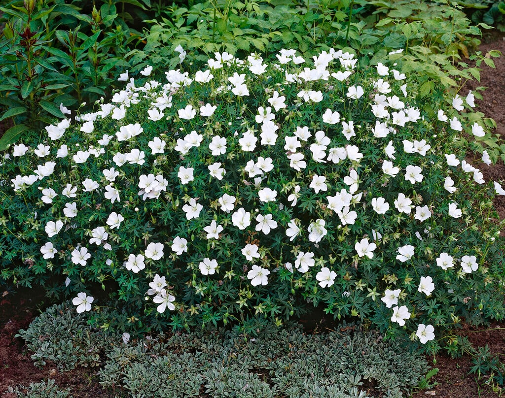 Geranium 'Album'