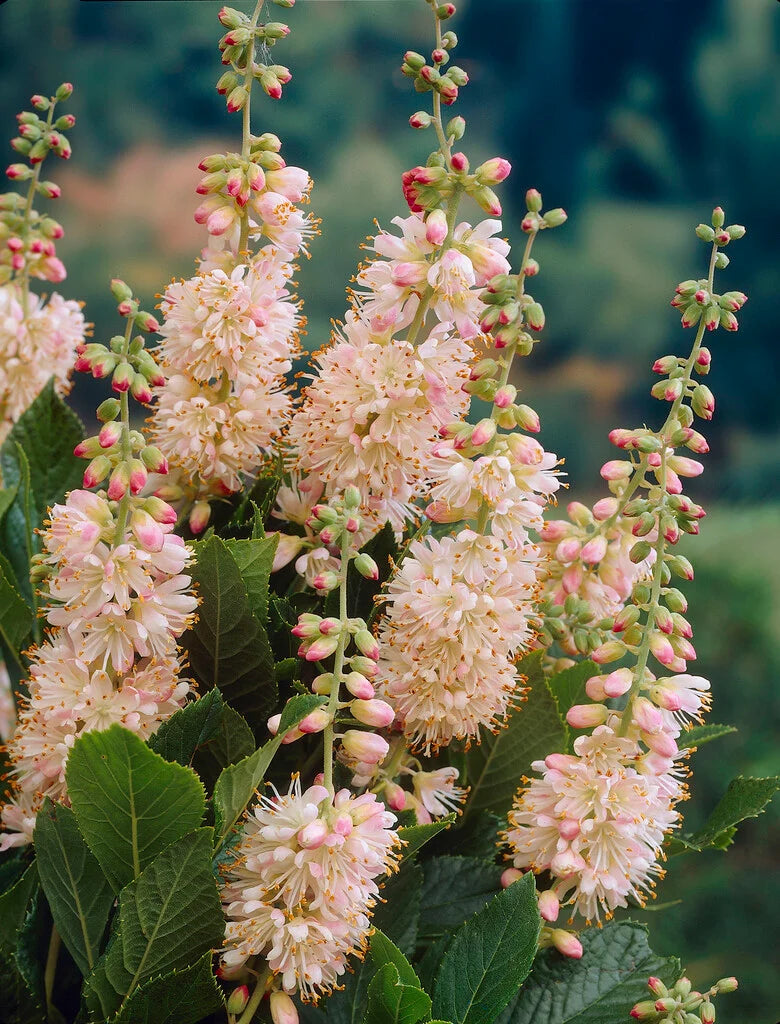 Clethra Pink Spire