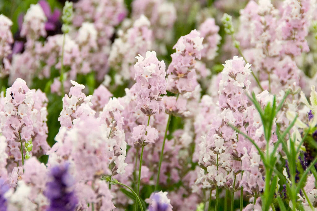 Lavandula angustifolia 'Hidcote pink' - Lavande anglaise
