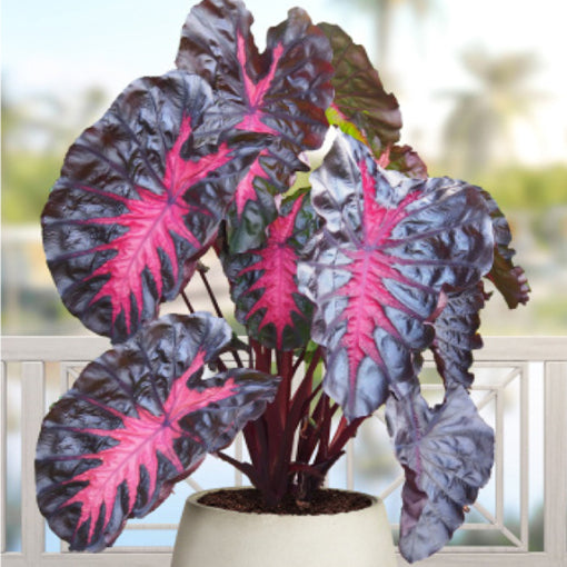 Colocasia Redemption