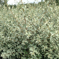 Elaeagnus 'Quicksilver' - Olivier de Russie