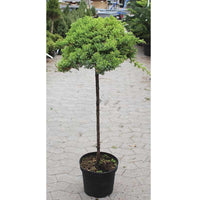 Juniperus procumbens 'Nana'