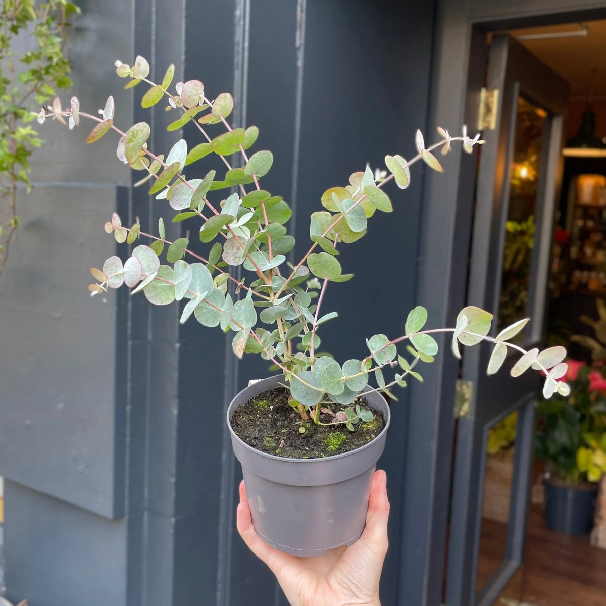 Eucalyptus 'Silver Dollar'