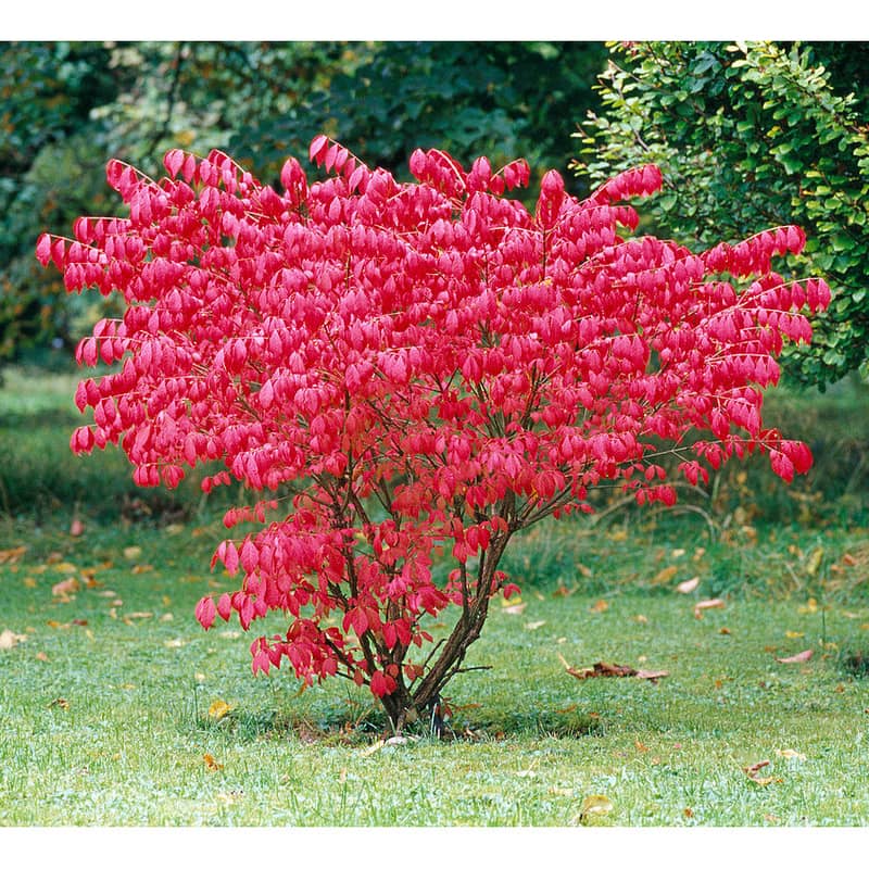 Euonymus alatus 'Compactus' - Fusain