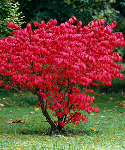 Euonymus alatus
