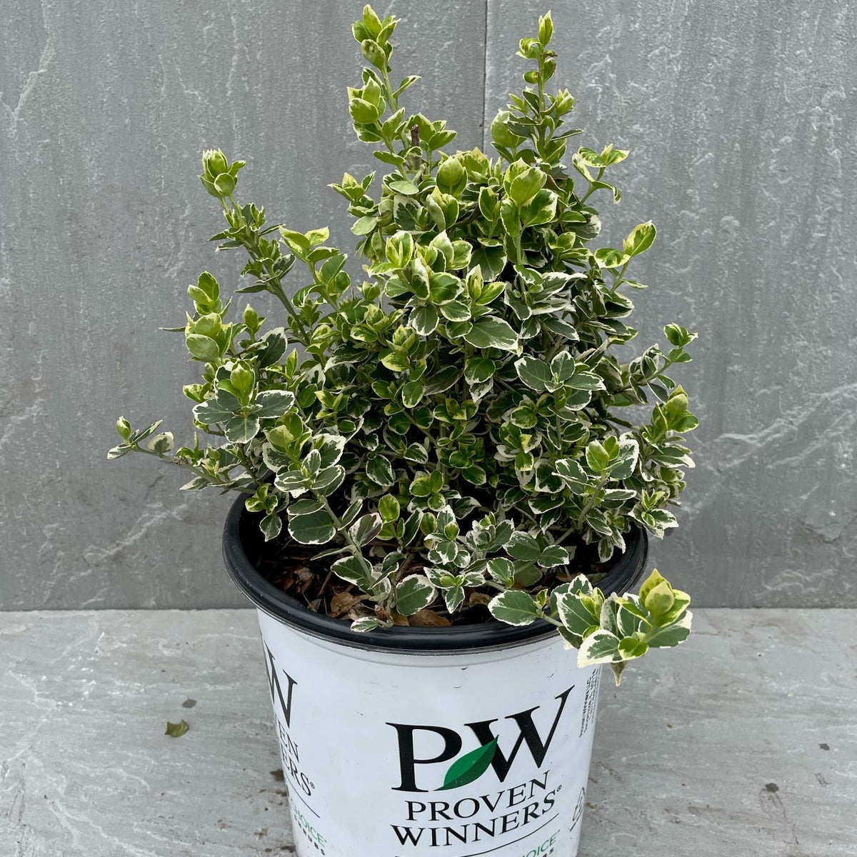 Euonymus japonicus 'White Spire - fusain de fortune