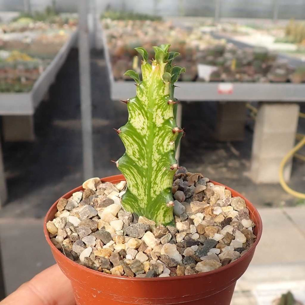 uma planta em forma de cauda de dragão chamada euphorbia trigona 13247119 Foto de stock no Vecteezy uma planta em forma de cauda de dragão chamada euphorbia trigona 13247119 Foto de stock no Vecteezy