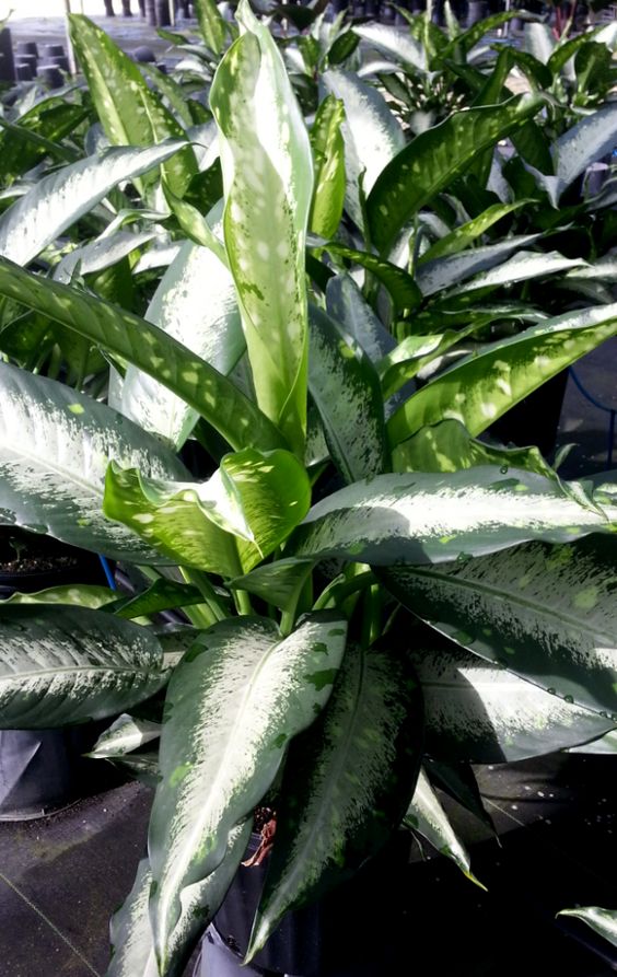 Dieffenbachia panther – FleurExcel Inc
