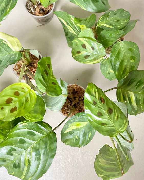 Maranta leuconeura 'Kerchoveana' variegata
