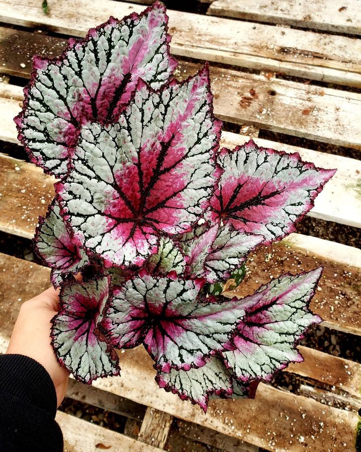 Begonia « Jurassic Pink Splash »