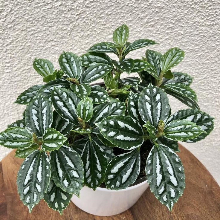 Pilea cadierei Aluminum