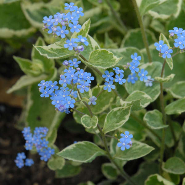 Brunnera macrophylla 'Hadspen Cream'