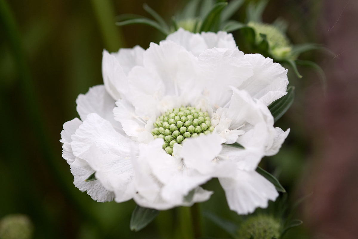 Scabiosa caucasica 'Perfecta Alba'