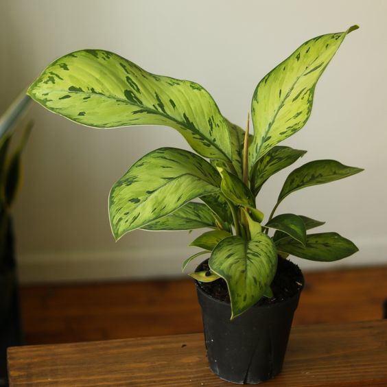 Homalomena hyb.011【RNG2507-f1】 Homalomena 'Selby – FleurExcel Inc.