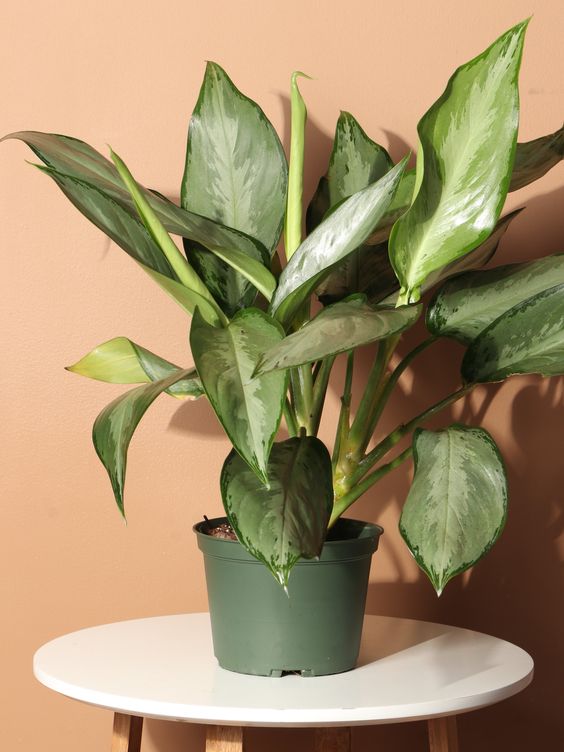 Aglaonema Silverado