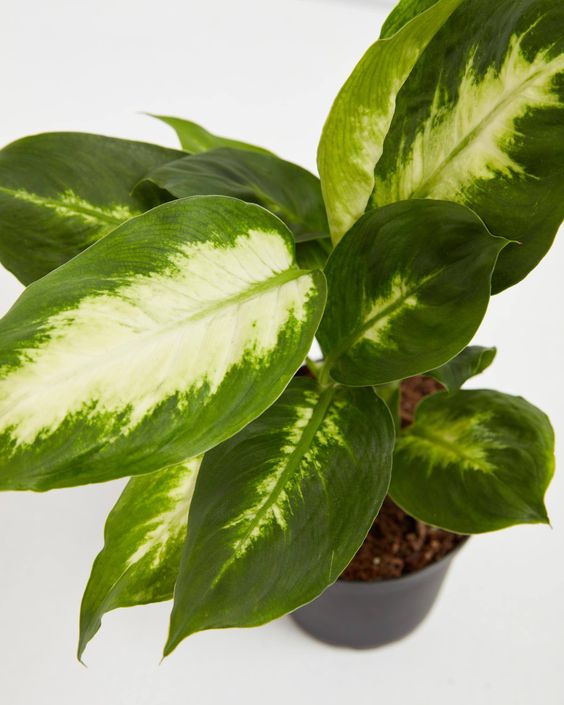 Dieffenbachia « Camille »