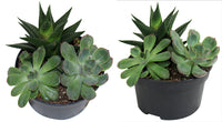 Jardin de succulentes 5.5" - Low