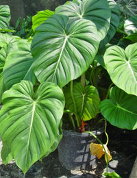 Philodendron McDowell