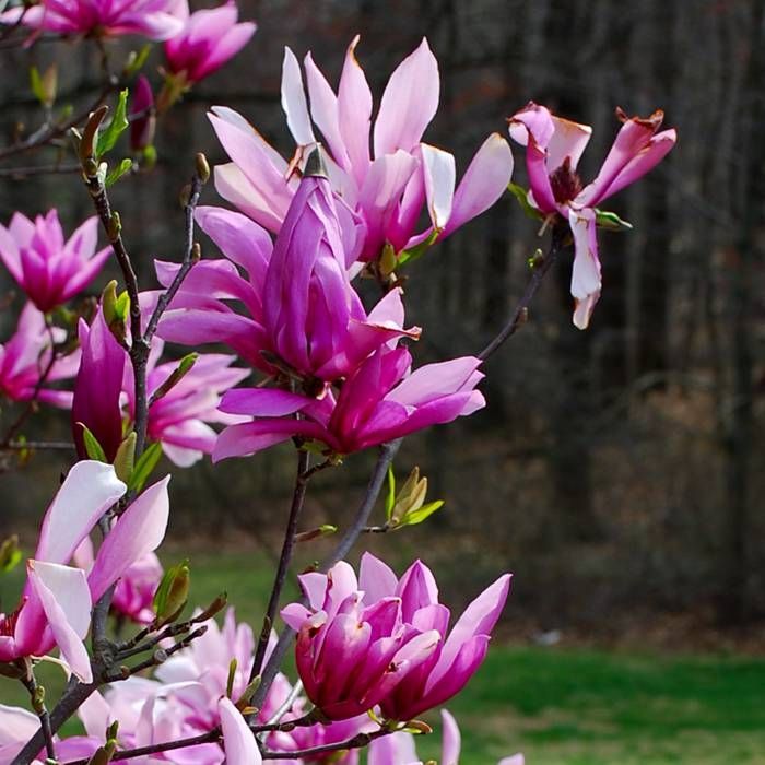 Magnolia Betty
