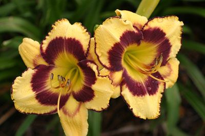 Hemerocallis 'Calico Jack'