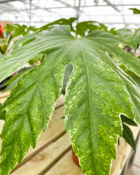 Fatsia japonica variegata