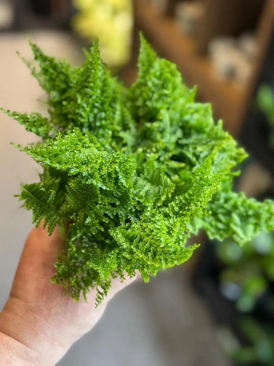 Fougère barbe à papa - Cotton candy fern