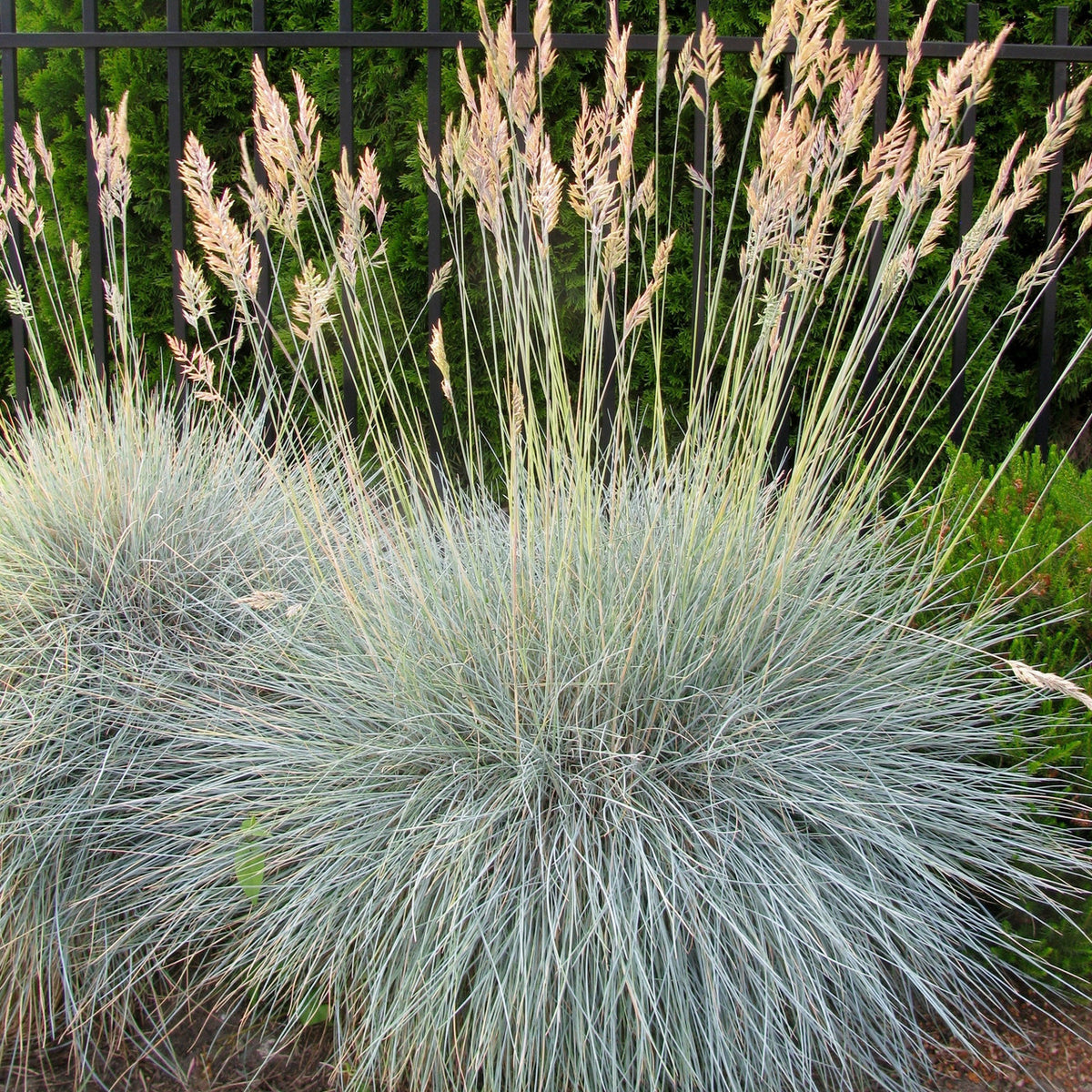 Festuca glauca 'Elijah Blue' - fétuque