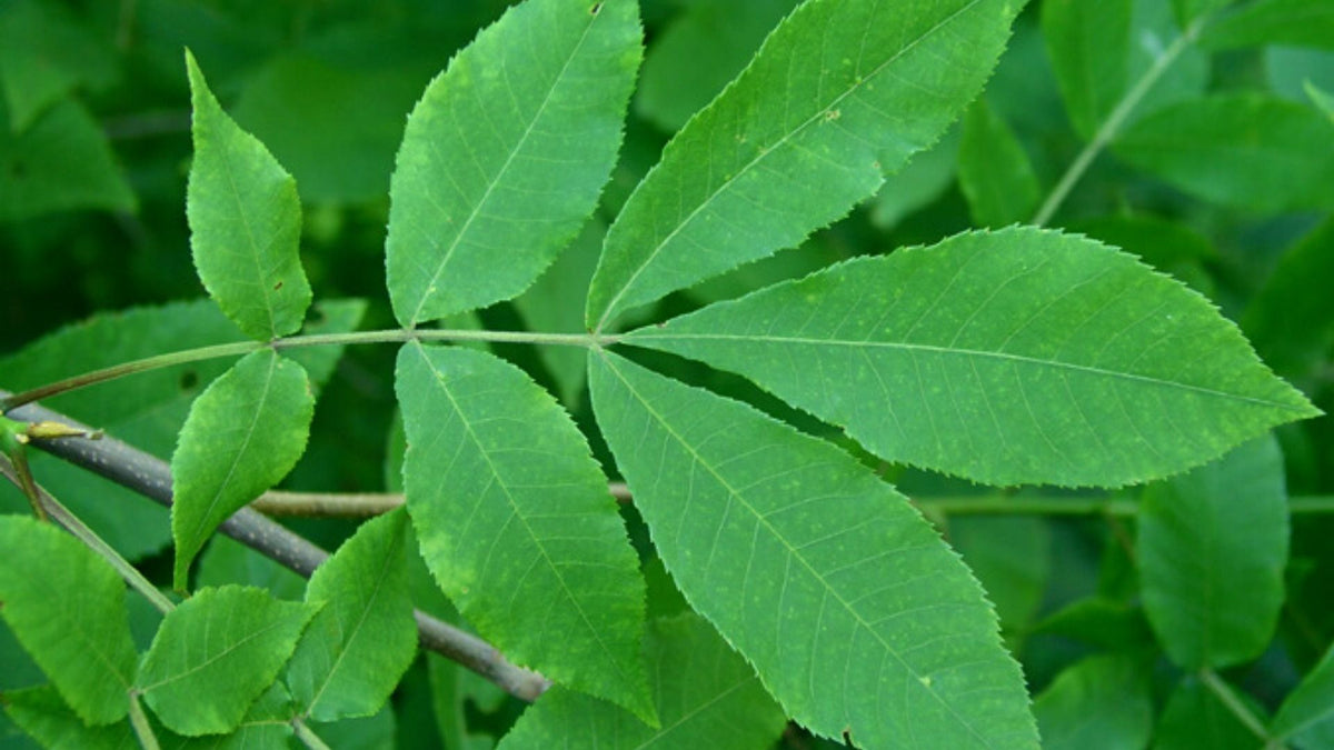 Carya cordiformis - Caryer