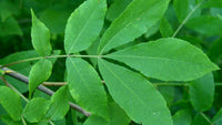 Carya cordiformis - Caryer