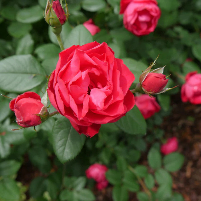 Rosa 'Oso Easy Double Pink' - Rosier