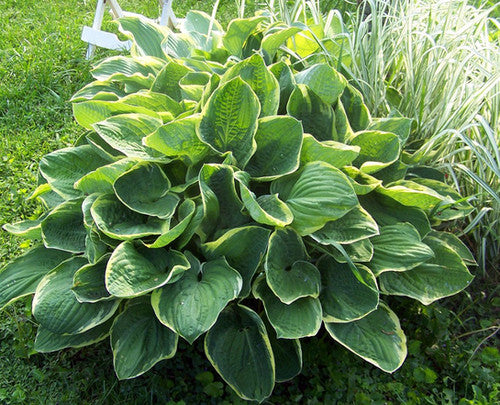 Hosta 'Christmas Tree'