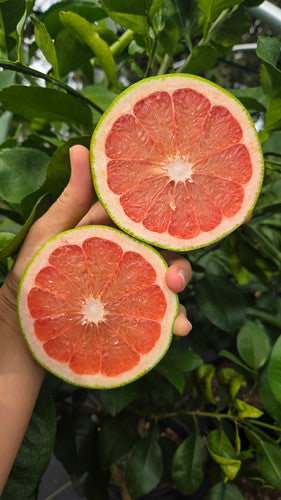 Pamplemoussier Ray ruby (Citrus maxima) - Citrus pamplemousse