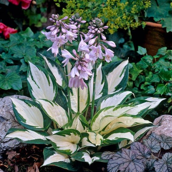 Hosta 'Fire and Ice'