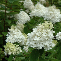 Hydrangea Paniculata 'Fire and Ice'