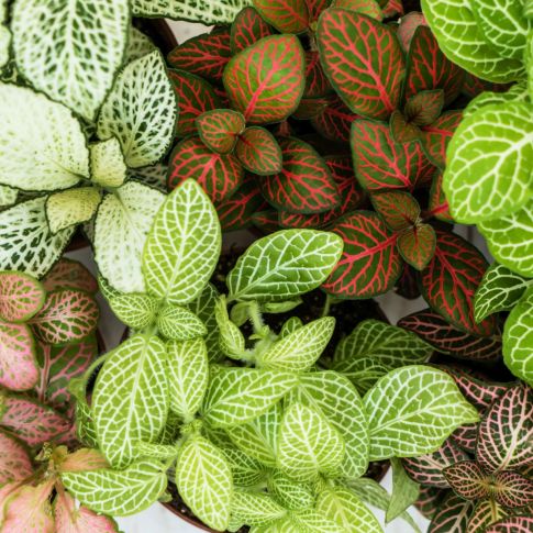 Fittonia assorties