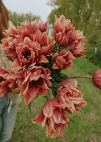 Bulbe d'automne - Tulipe Callahan
