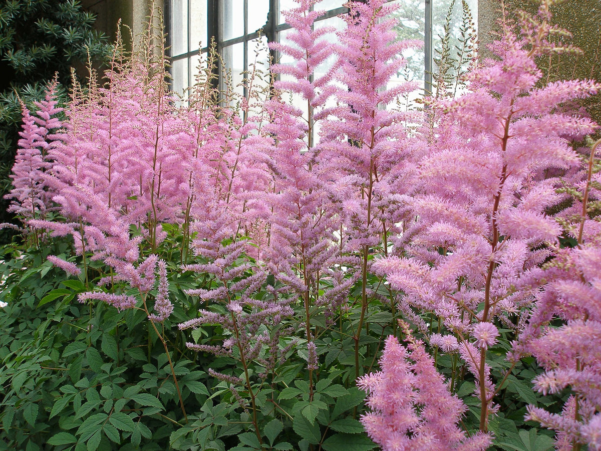 Astilbe Rose