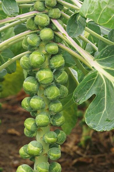 Seed - Brussels Sprout 'Igor F1 Organic' - West Coast Seeds
