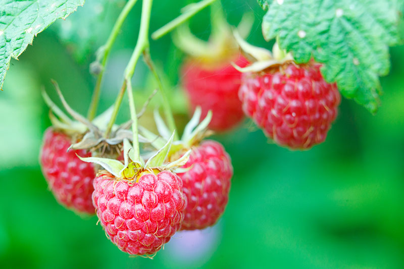 Framboisier 'Himbo Top' - Rubus 'Himbo Top'
