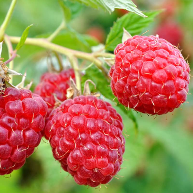 Eden Raspberry Framboisier 'Eden' - sans épines - Rubus – FleurExcel Inc.