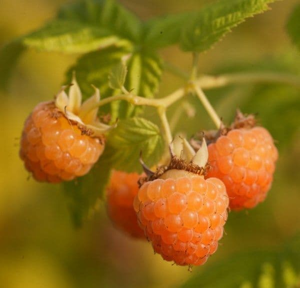 Framboise 4 SAISONS jaunes