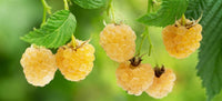 Rubus idaeus 'Anne' - Framboisier jaune