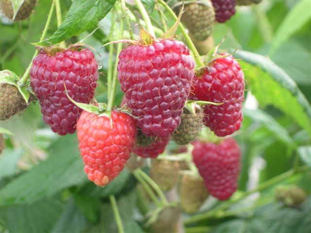Framboise Polka - rubus